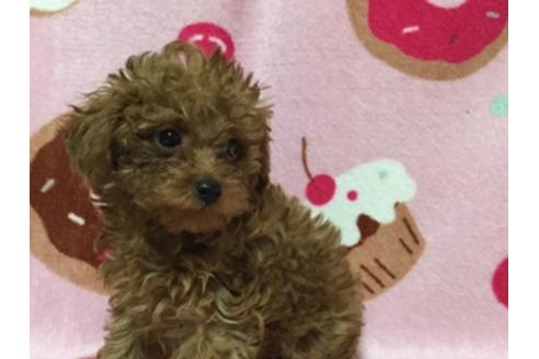 成約済の福岡県のトイプードル-11662の1枚目